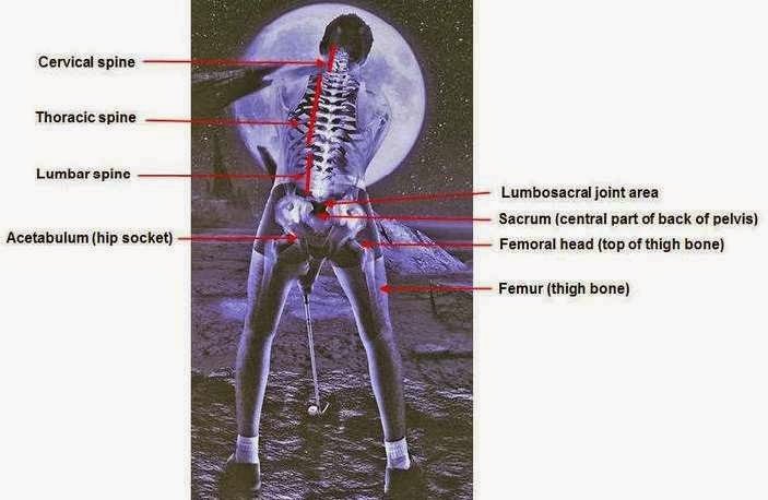 SevenLaws-Pelvis.jpg